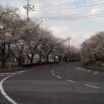 足利大学周辺の桜の写真です。