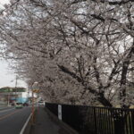 足利大学周辺の桜の写真です。