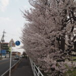 足利大学周辺の桜の写真です。