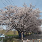 足利大学の桜の写真です。