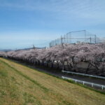 足利大学の桜の写真です。