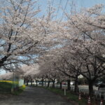 足利大学の桜の写真です。