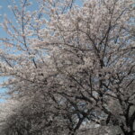 足利大学の桜の写真です。