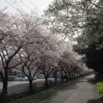 足利大学の桜の写真です。