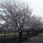 足利大学の桜の写真です。