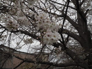 袋川（千歳地区）の桜の写真です。