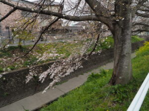 袋川（千歳地区）の桜の写真です。