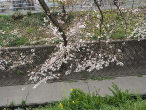 袋川（千歳地区）の桜の写真です。