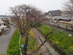 袋川：常磐歩道橋から臨む④桜の写真です。