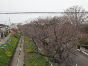 袋川：常磐歩道橋から臨む④桜の写真です。