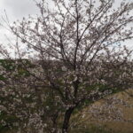 足利ガスふれあい公園・五十部公園の桜の写真です。