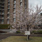 足利ガスふれあい公園・五十部公園の桜の写真です。