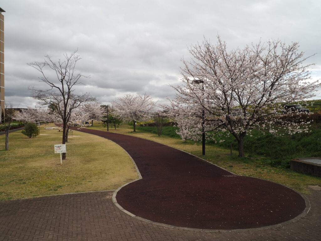 足利ガスふれあい公園・五十部公園の桜の写真です。