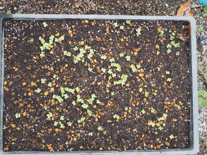 発芽したハクサイの写真です。