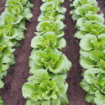 ミニハクサイの写真です。