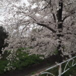 袋川（千歳地区）の桜の写真です。