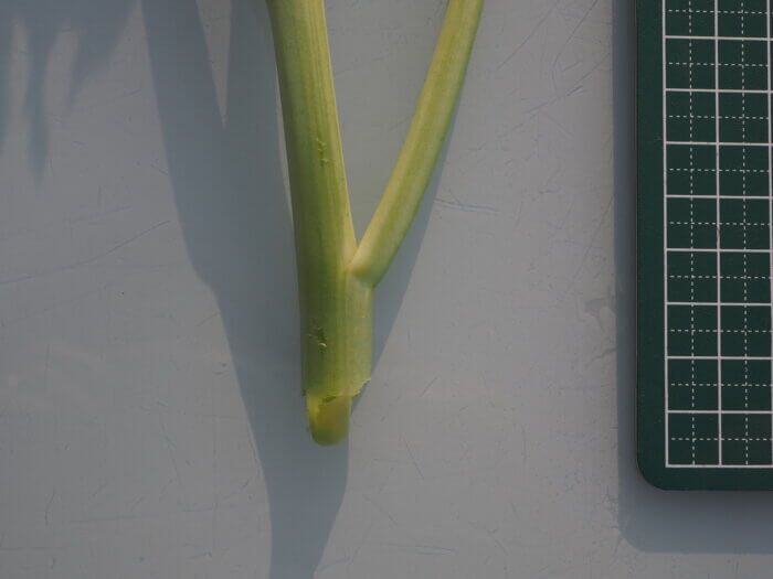 かき菜:摘心部分の写真です。