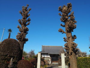 足利三十三観音霊場巡り：長昌寺参道に立っている印象的な2本の木の写真です。