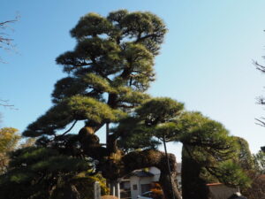 足利三十三観音霊場巡り：長昌寺の天然記念物の松の写真です。