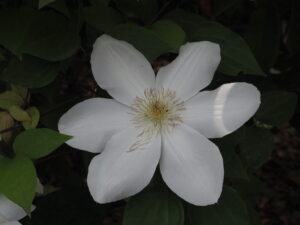 あしかがフラワーパーク：園内の花の写真です。