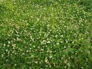 クローバーの花の写真です。