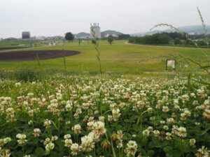 渡良瀬緑地とクローバーの花の写真です。