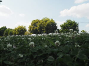 近藤沼公園：クローバーの花の写真です。