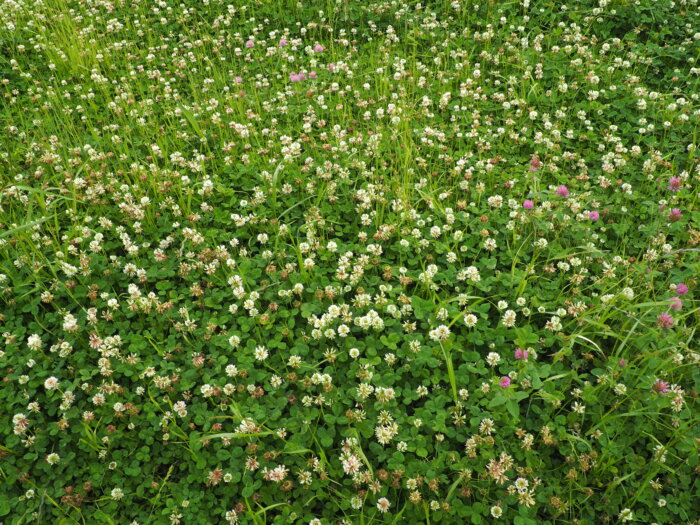 クローバーの花の写真です。