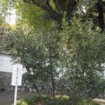 足利学校内：月桂樹の写真です。