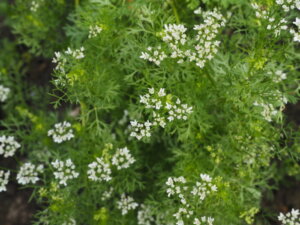 パクチー（コリアンダー）の花の写真です。