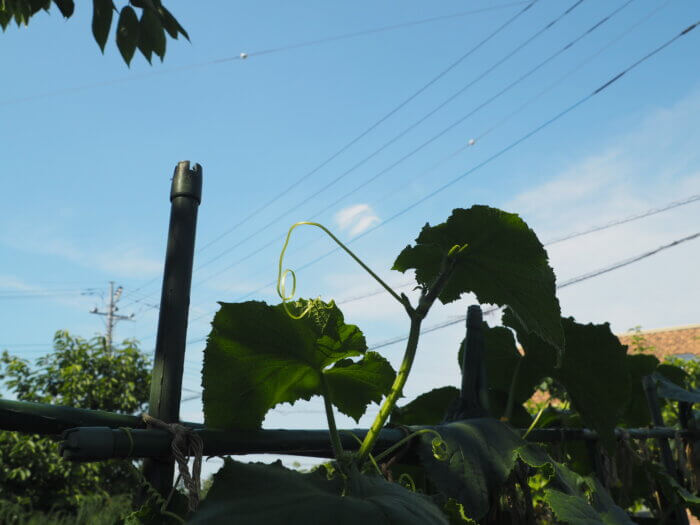 摘心したキュウリの主ヅルの写真です。