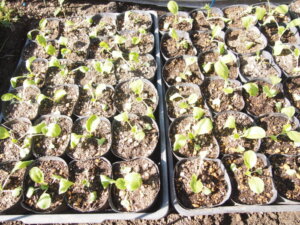 混み合ってきたミニ白菜の苗の写真です。
