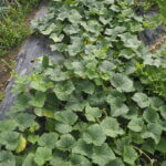 キュウリ（地這い型）の写真です。