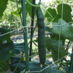 主ヅルに成ったキュウリの写真です。