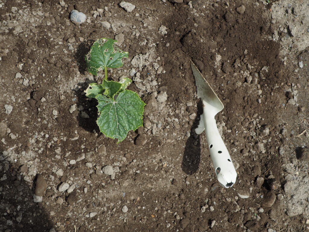 キュウリの土寄せ作業の写真です。