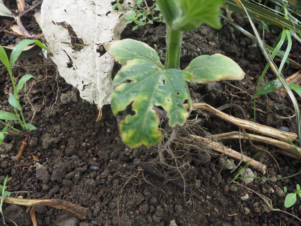 キュウリ：劣化した下葉の写真です。