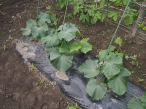 順調に生育する2回目に定植したキュウリの写真です。