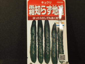 キュウリの種袋の写真です。