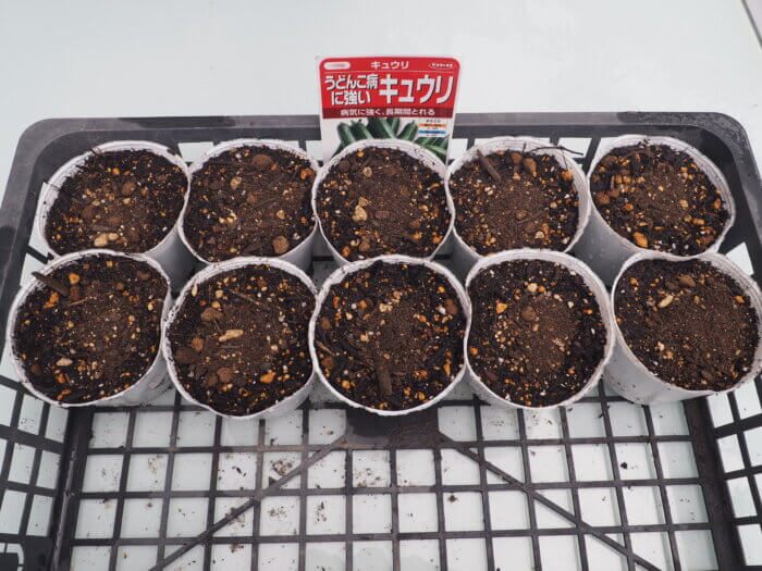 3回目の種まきを終えたキュウリ（立ち型系）の写真です。