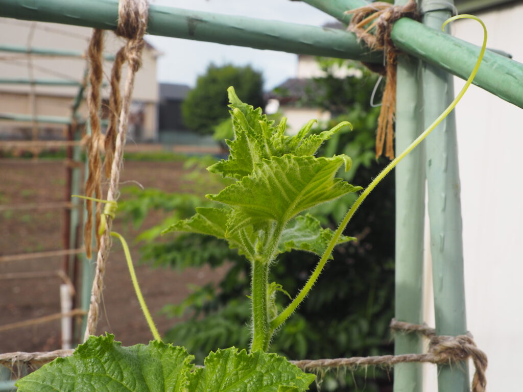 キュウリのツル先の写真です。