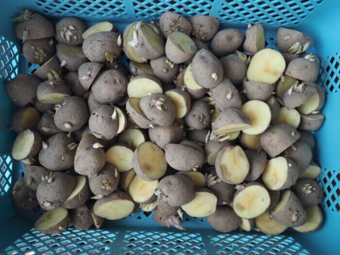 種イモを切った写真です。