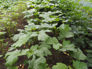 混植したオクラの写真です。