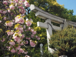 八雲神社の鳥居と八重桜の写真です。