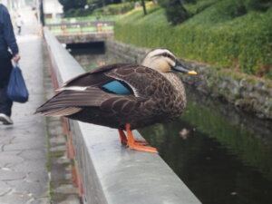 鑁阿寺：お堀のカモの写真です。