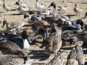 ガバ沼:餌をついばむカモの写真です。