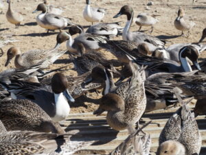 ガバ沼：餌をついばむカモの写真です。