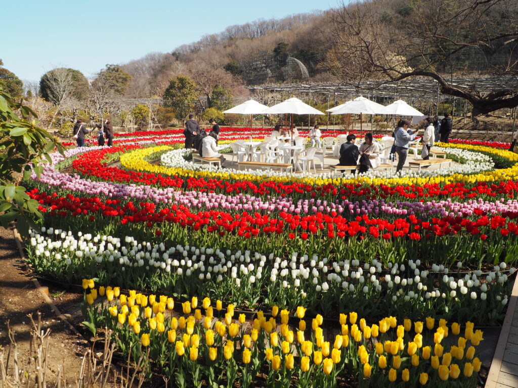 あしかがフラワーパーク：3月の花の写真です。