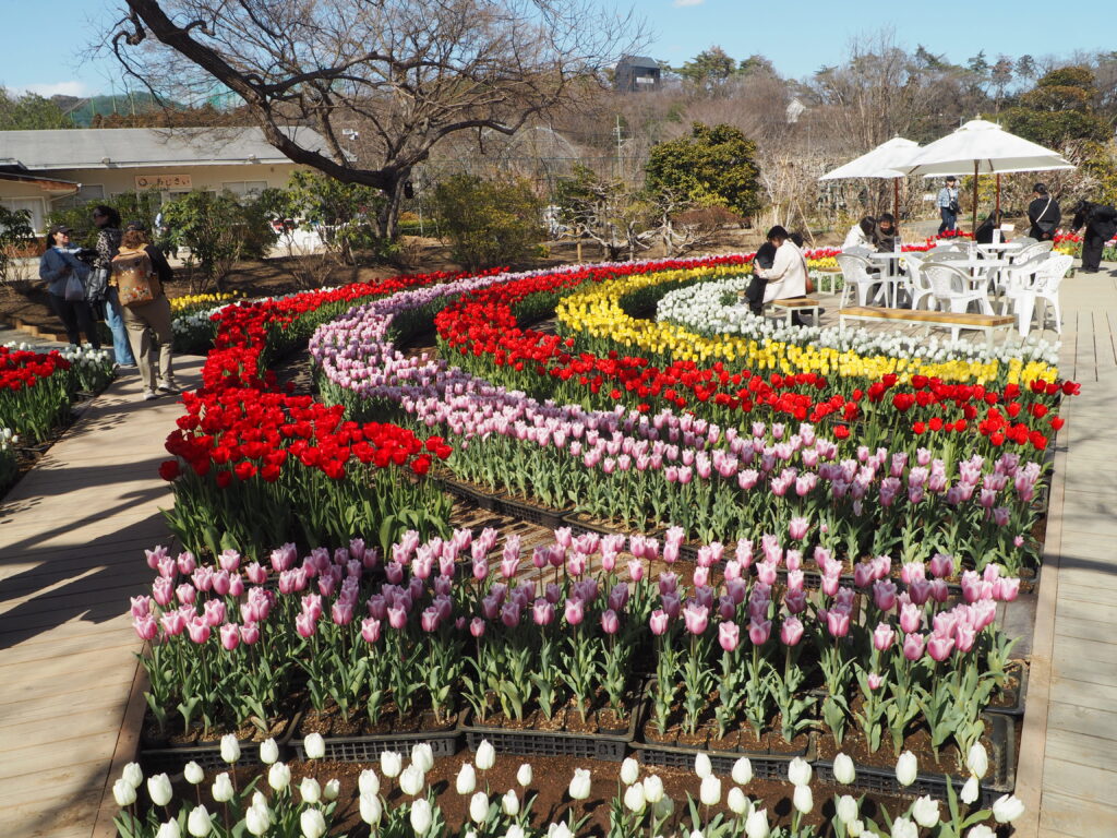 あしかがフラワーパーク：3月の花の写真です。