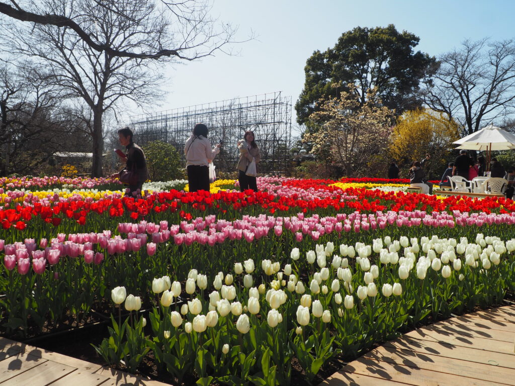 あしかがフラワーパーク：3月の花の写真です。