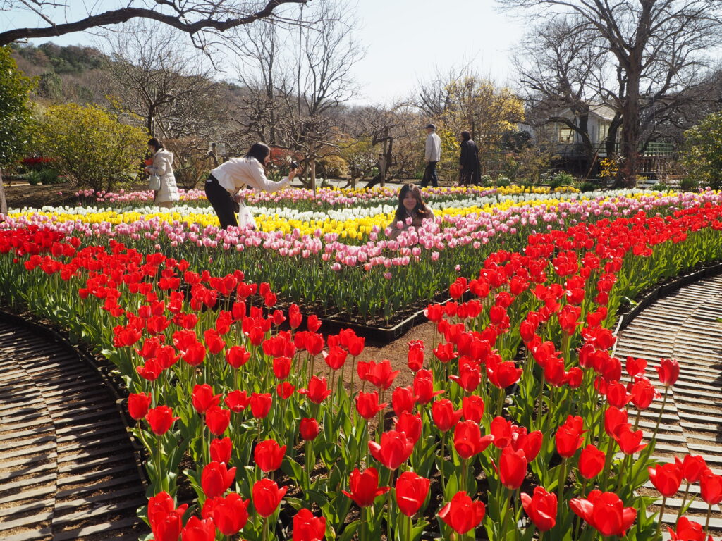 あしかがフラワーパーク：3月の花の写真です。